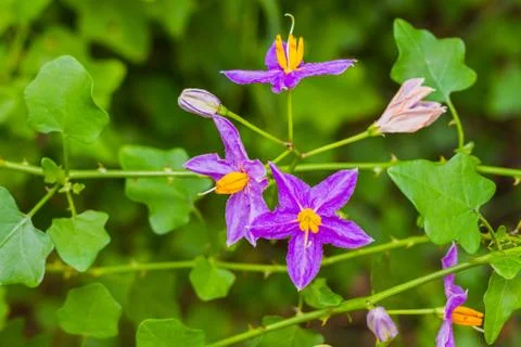Eggplant flower Stock Photos