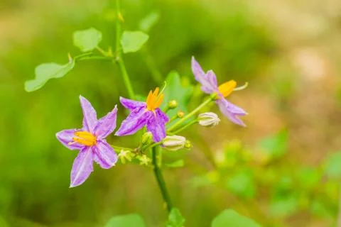 Eggplant flower Stock Photos
