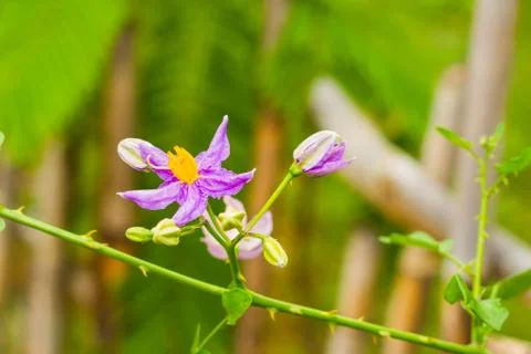 Eggplant flower Stock Photos