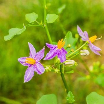 Eggplant flower Stock Photos