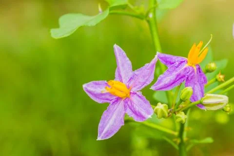 Eggplant flower Stock Photos