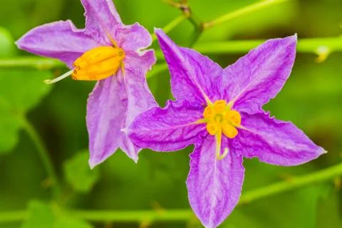 Eggplant flower Stock Photos