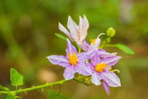 Eggplant flower Stock Photos