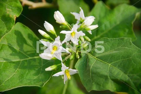 Eggplant flower Stock Photos