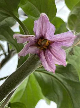 Eggplant Flower Stock Photos