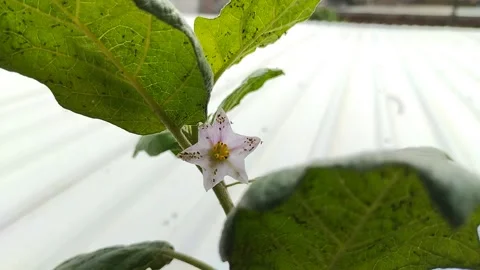 Eggplant flowers blooming infested with aphids Stock Footage 301170691