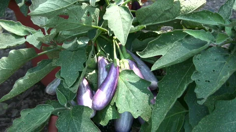 Eggplant Stock-Footage 97814