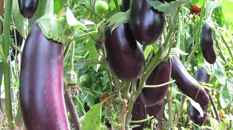 Eggplant Vídeo Stock 29340503