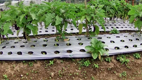 Eggplant Stock Footage 167798510