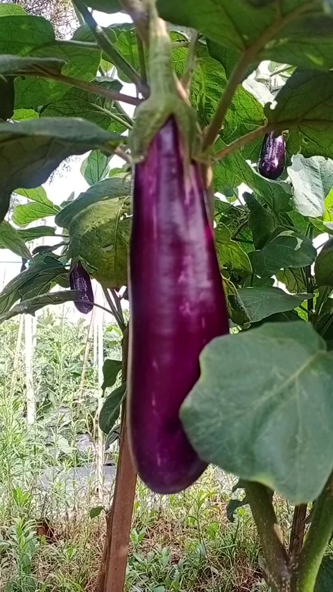 Eggplant 動画素材 206347163