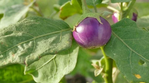 Eggplant fresh fruit on the tree Stock Footage
