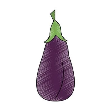 Eggplant fresh vegetable scribble Stock Illustration