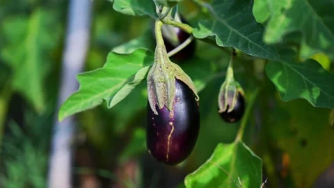 Eggplant in the garden Stock Footage 168415213