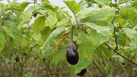 Eggplant growing on plant Stock Footage 329401930