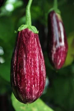 Eggplant growing on a tree Stock Photos