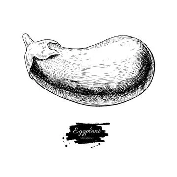 Eggplant hand drawn vector illustration. Isolated Vegetable engraved style .. Stock Illustration