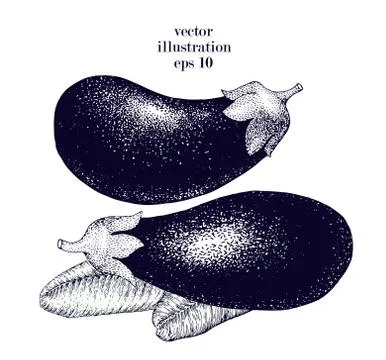 Eggplant hand drawn vector illustration set. Retro Vegetable engraved style Stock Illustration