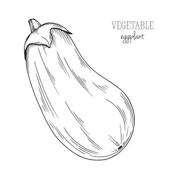 Eggplant isolated on white background. Vector illustration Stock Illustration