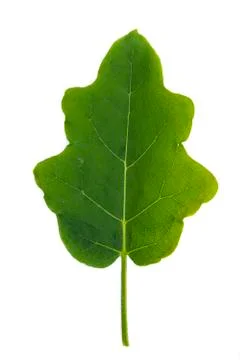 Eggplant leaf isolate Stock Photos