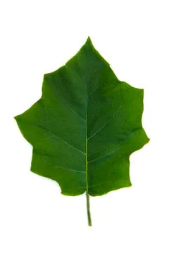 Eggplant leaf isolate Stock Photos