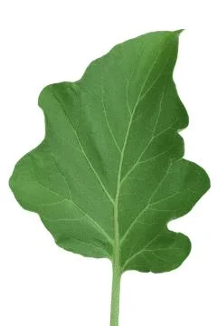 Eggplant leaf isolated on white background with clipping path Stock Photos