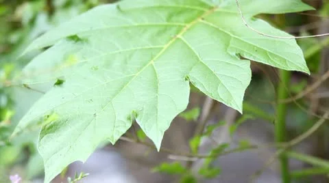 Eggplant Leaves Stock Footage 8907446