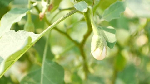 Eggplant in nature. Stock Footage 86065181