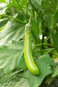 Eggplant Stock Photos