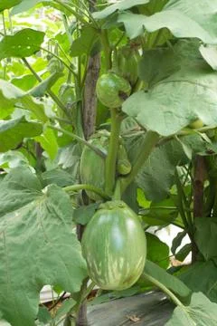 Eggplant Stock Photos