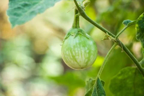 Eggplant Stock Photos