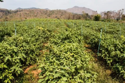 Eggplant Stock Photos