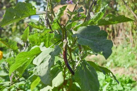 Eggplant Foto stock