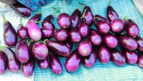 Eggplant Foto stock