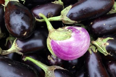 Eggplant Stock Photos