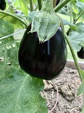Eggplant Foto stock