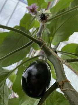 Eggplant Stock Photos