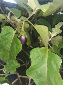 An eggplant Stock Photos