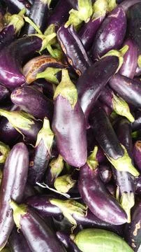 Eggplant Stock Photos