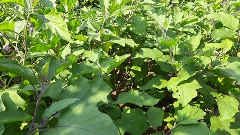 Eggplant plant. Stock Footage 164471203