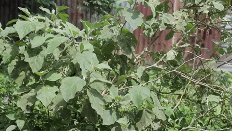 Eggplant plants fall with very long branches Video stock 239885335