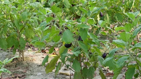 Eggplant Plants Video stock 340752104
