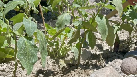 Eggplant Seedling And Hoe Video stock 201725518