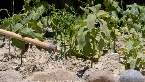 Eggplant Seedling And Hoe Stock Footage 201729277