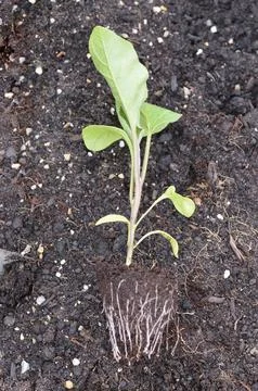 Eggplant seedling close up Stock Photos