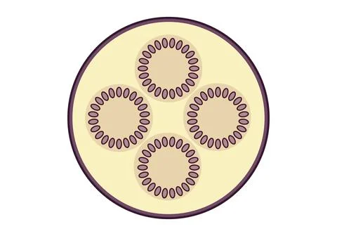Eggplant slices.  Vector graphics on a white background. Stock Illustration
