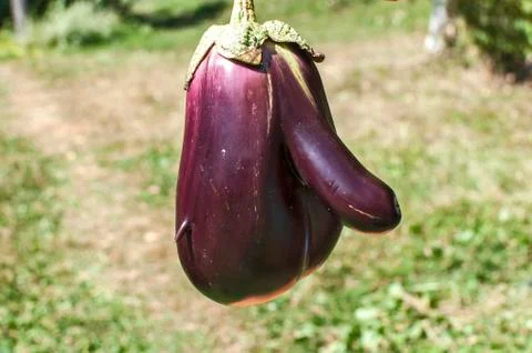 Eggplant with strange shape Stock Photos