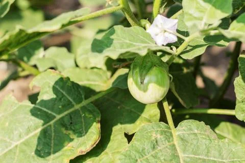 Eggplant with sunlight. Stock Photos