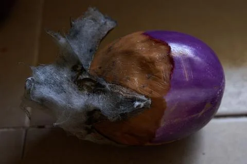 Eggplant on the table with gray mold mold on vegetables, spoiled food close-up Stock Photos