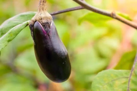 Eggplant is on the tree and has a leaf in the background. Stock Photos