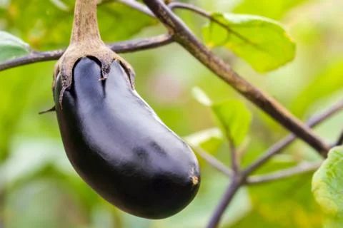 Eggplant is on the tree and has a leaf in the background. Stock Photos